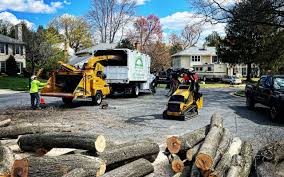 Best Tree Maintenance Programs  in Alderson, WV