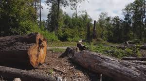 Trusted Alderson, WV Tree Services Experts