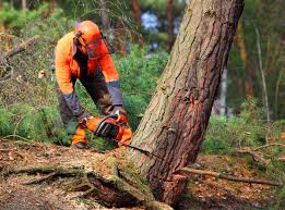 Best Tree Cabling and Bracing  in Alderson, WV