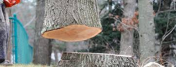 How Our Tree Care Process Works  in  Alderson, WV