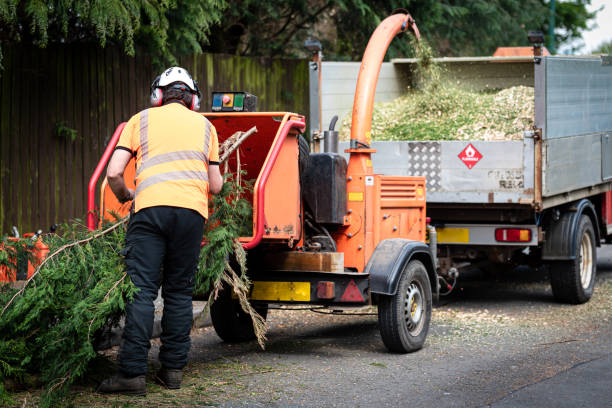 Best Tree Trimming and Pruning  in Alderson, WV
