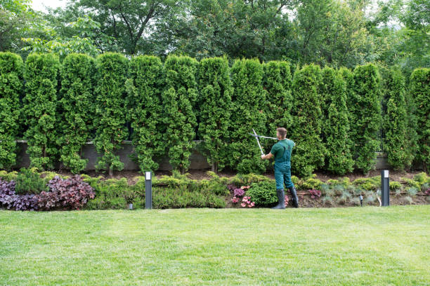 Best Stump Grinding and Removal  in Alderson, WV