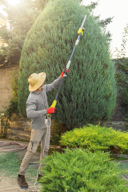 Best Fruit Tree Pruning  in Alderson, WV