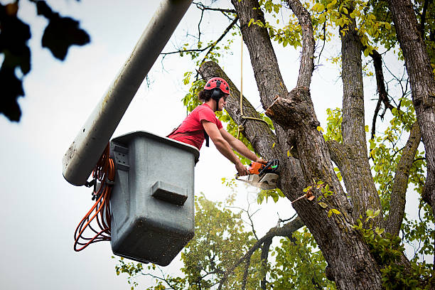 Best Hazardous Tree Removal  in Alderson, WV