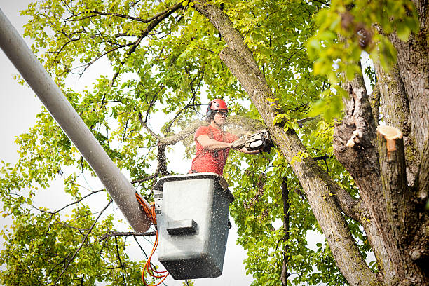 Best Tree Removal  in Alderson, WV