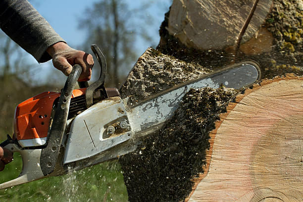 Best Tree Mulching  in Alderson, WV